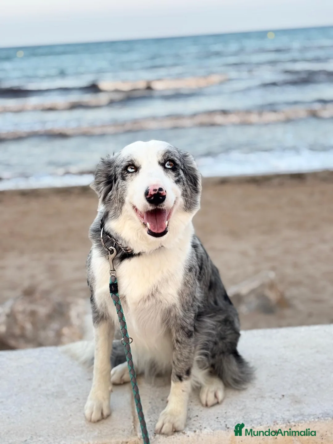Border Collie perros en venta: Border Collie  - Anuncio 9
