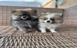 Pomerania perros en venta: Pomerania toy - Imagen 6