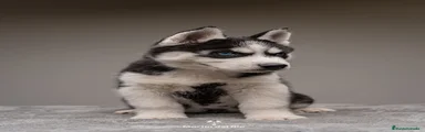 Cachorro 3