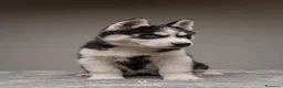 Husky Siberiano perros en venta: Cachorros HUSKY SIBERIANO - Anuncio 4