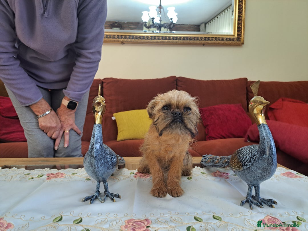 Grifón de Bruselas perros en venta: Griffon de bruselas - Anuncio 2