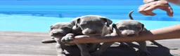 Weimaraner perros en venta: Excelente camada de Braco de Weimar  - Anuncio 6