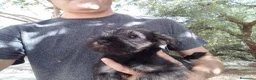 Schnauzer Miniatura perros en venta: Camada Titilla Schnauzer  - Anuncio 6