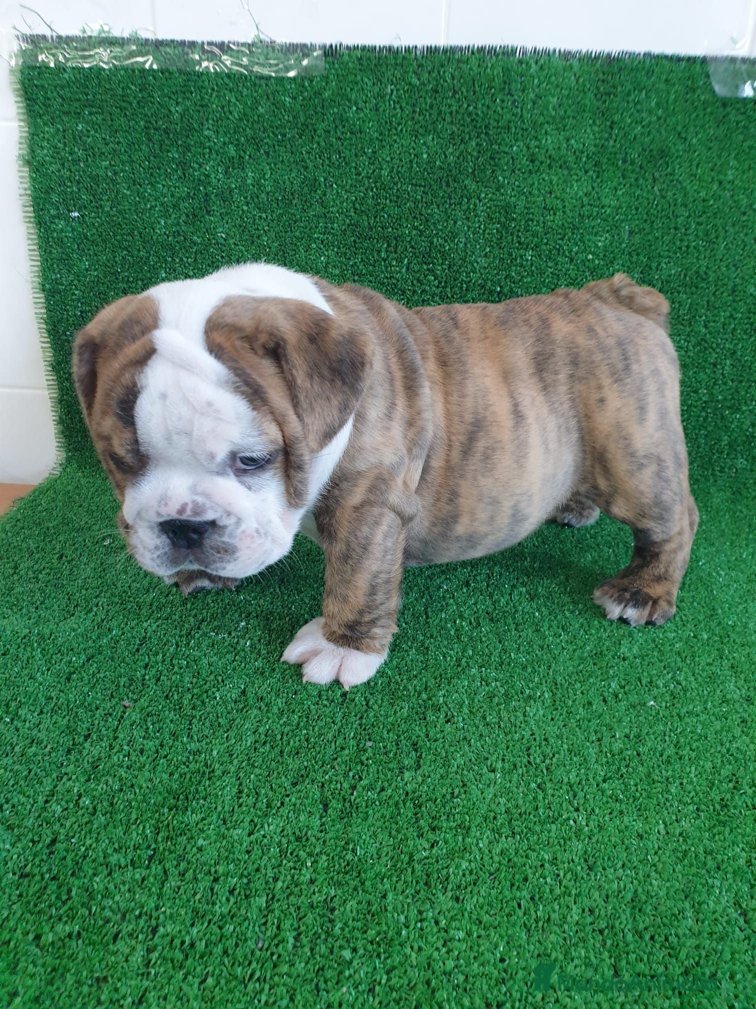 Bulldog Inglés perros BULLDOG INGLÉS - Anuncio 1