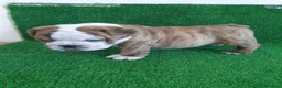 Bulldog Inglés perros en venta: BULLDOG INGLÉS - Anuncio 1