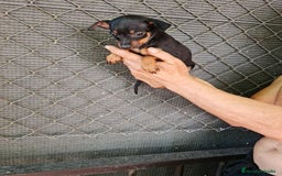 Ratón de Praga perros en venta: Raton de praga - Imagen 13