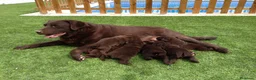 Labrador Retriever perros en venta: Cachorros de labrador chocolate con pedigree  - Anuncio 1