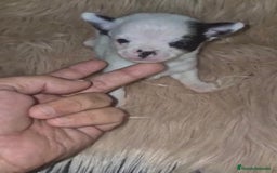 Chihuahua perros en venta: Chihuahua mini-toy ruso - Imagen 9