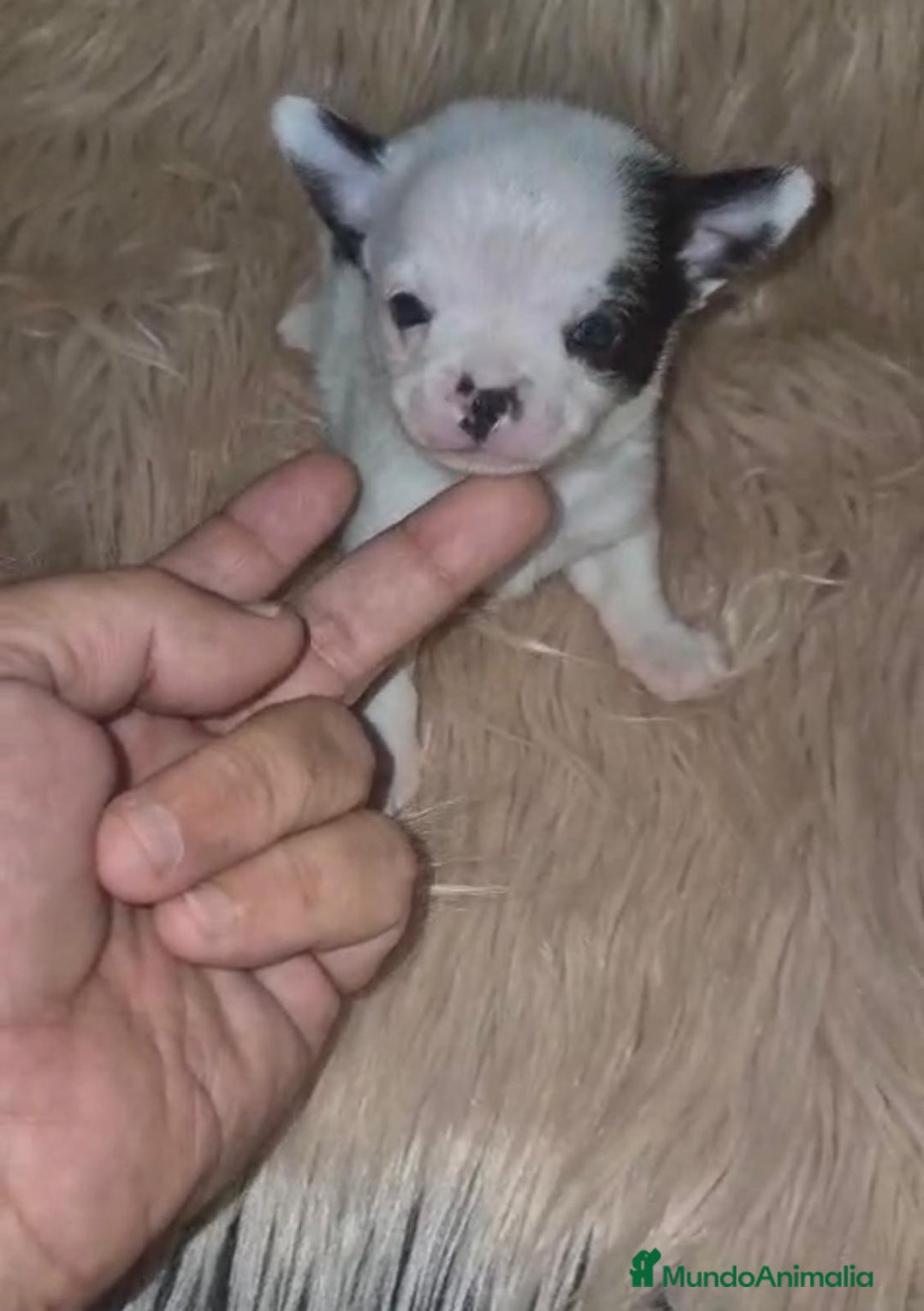 Chihuahua perros en venta: Chihuahua mini-toy ruso - Imagen 9