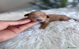 Caniche Toy perros en venta: CANICHE TOY HEMBRA - Imagen 13
