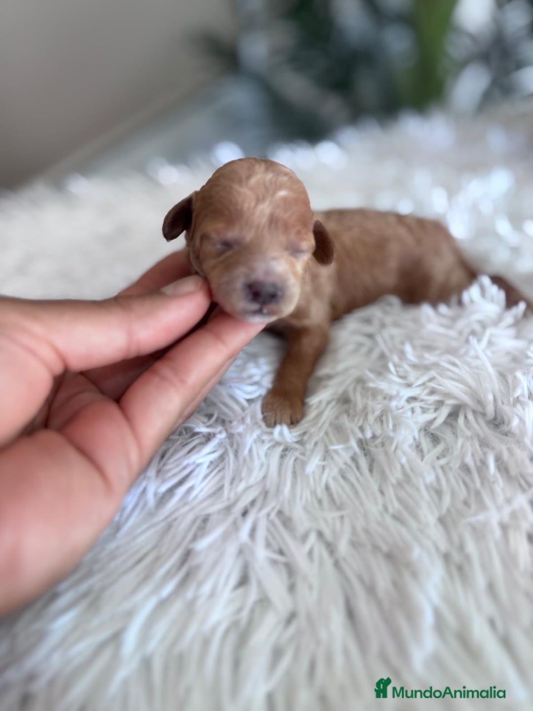 Caniche Toy perros en venta: CANICHE TOY HEMBRA - Imagen 13