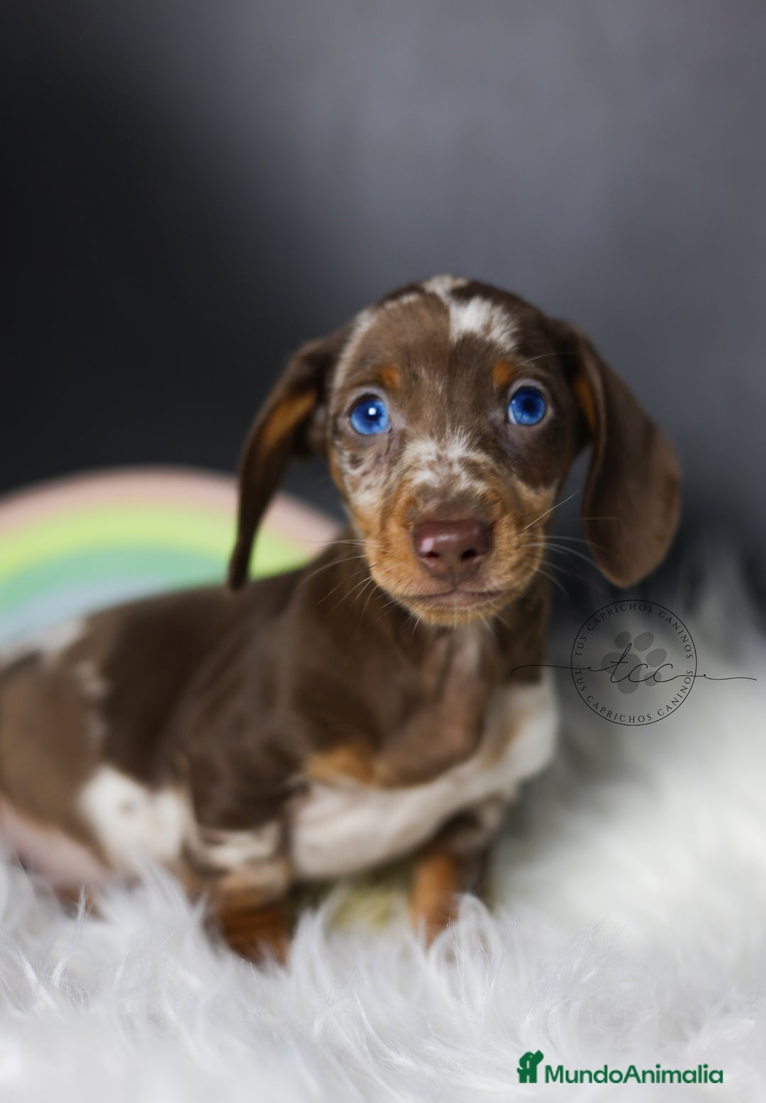 Teckel perros en venta: Teckel arlequín chocolate - Anuncio 4