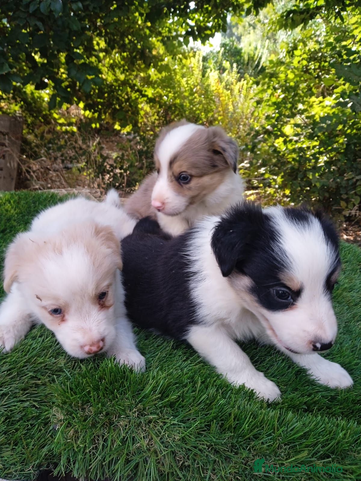 Border Collie perros Border collies de Calidad  - Anuncio 1