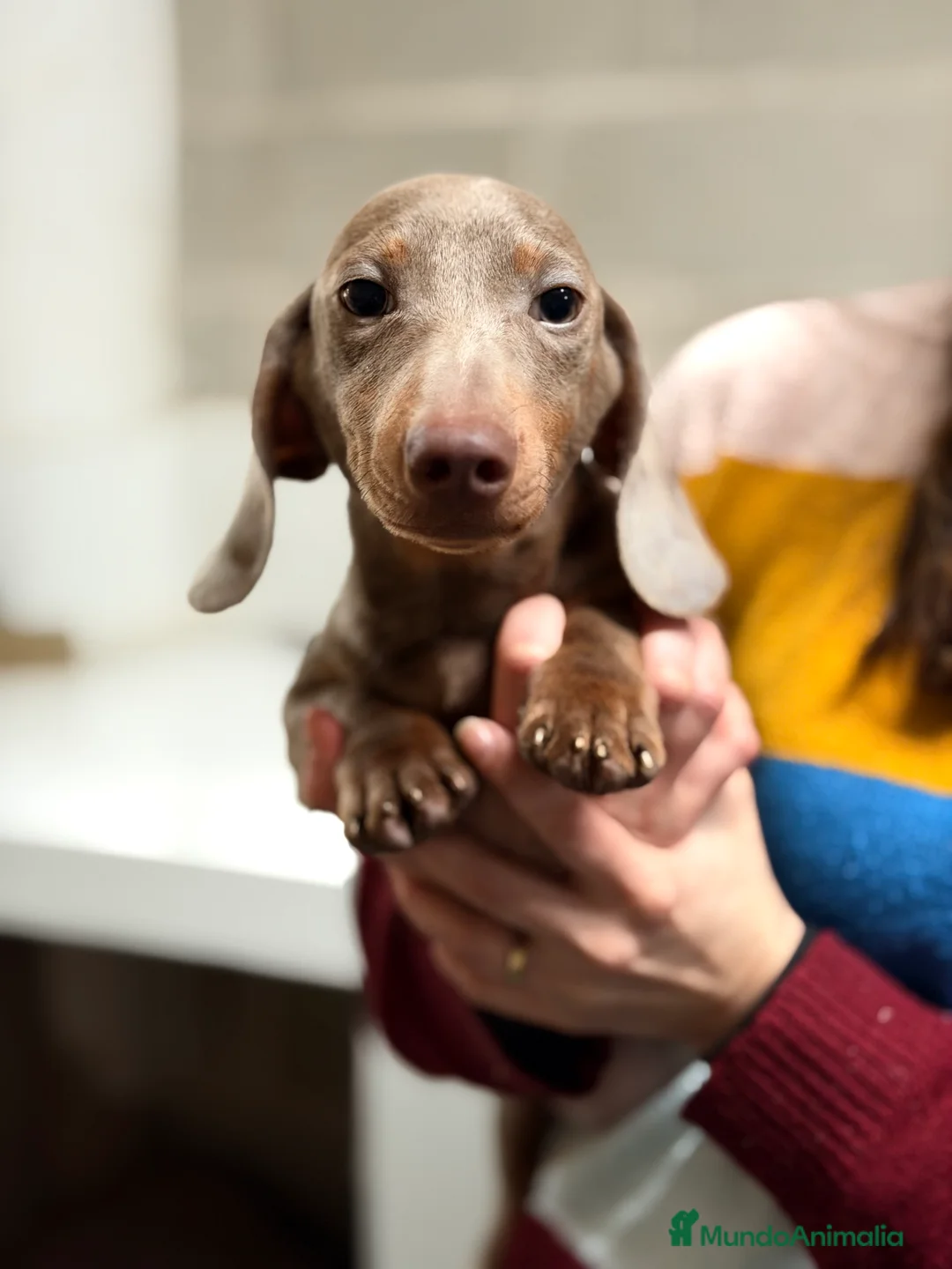 Teckel Miniatura perros en venta: Teckel Lilac  - Anuncio 3