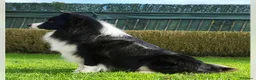 Border Collie perros en venta: Camada de Border Collie - Anuncio 4
