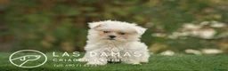 Bichón Maltés perros en venta: BICHÓN MALTÉS DISPONIBLES - Anuncio 4