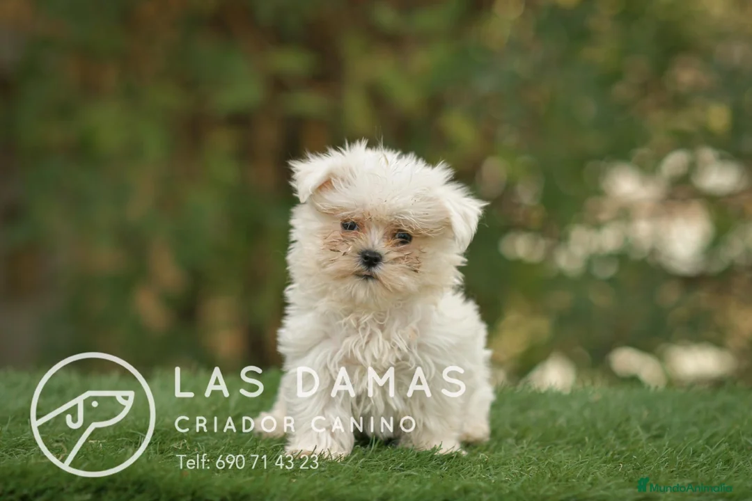 Bichón Maltés perros en venta: BICHÓN MALTÉS DISPONIBLES - Anuncio 4