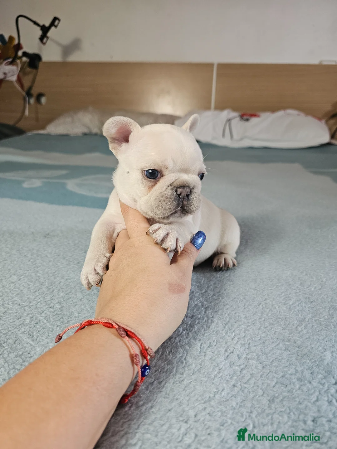 Bulldog Francés perros en venta: Bulldog francés and tan - Anuncio 2