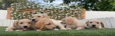 Labrador Retriever 2