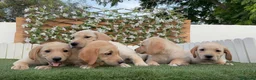 Labrador Retriever perros en venta: LABRADOR RETRIEVER-PRECIO REAL - Anuncio 8