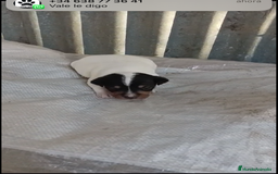 Ratonero Bodeguero Andaluz perros en venta: BODEGUEROS ANDALUCES  - Imagen 3