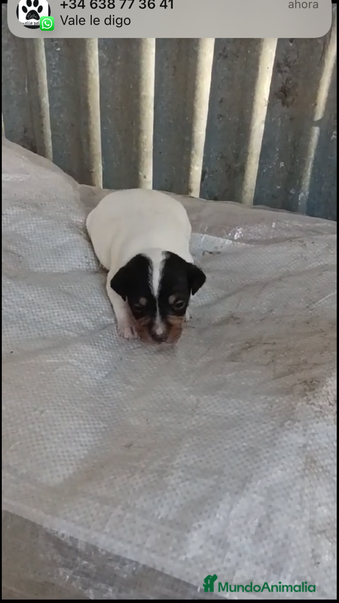 Ratonero Bodeguero Andaluz perros en venta: BODEGUEROS ANDALUCES  - Imagen 3