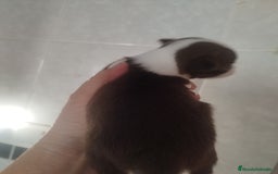 Chihuahua perros en venta: CHIHUAHUA MACHO DE BOLSILLO  - Imagen 2