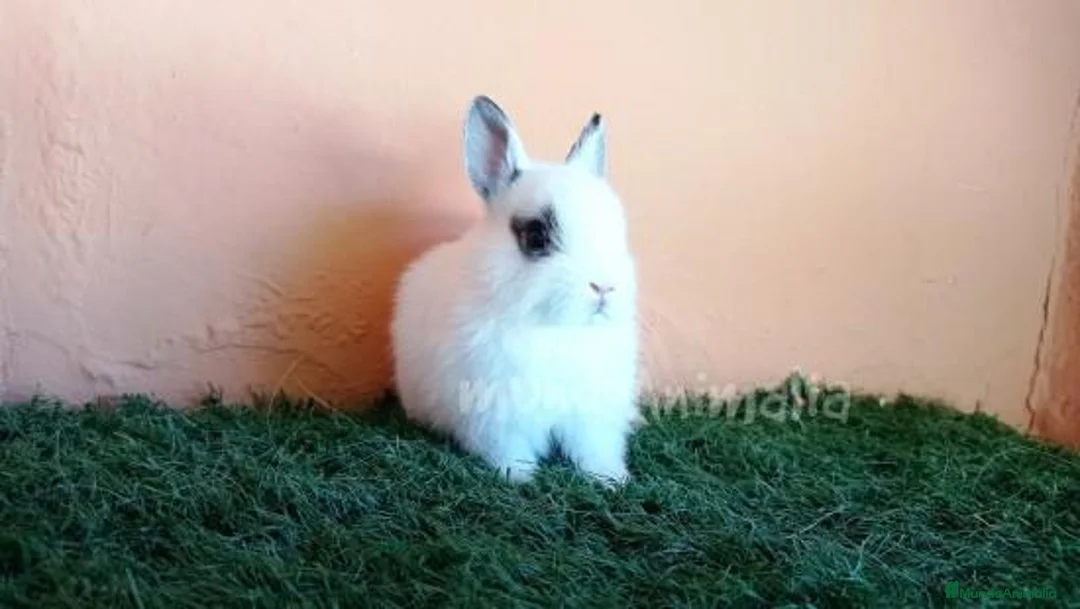 Imagen de galería {{count}}