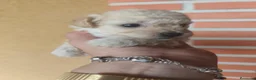 Caniche Toy perros en venta: Caniches PraoToro APRICOT 🧡 en Ávila - Anuncio 4