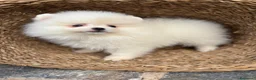 Pomerania perros en venta: Pomerania toy muy bonitos !   - Anuncio 2
