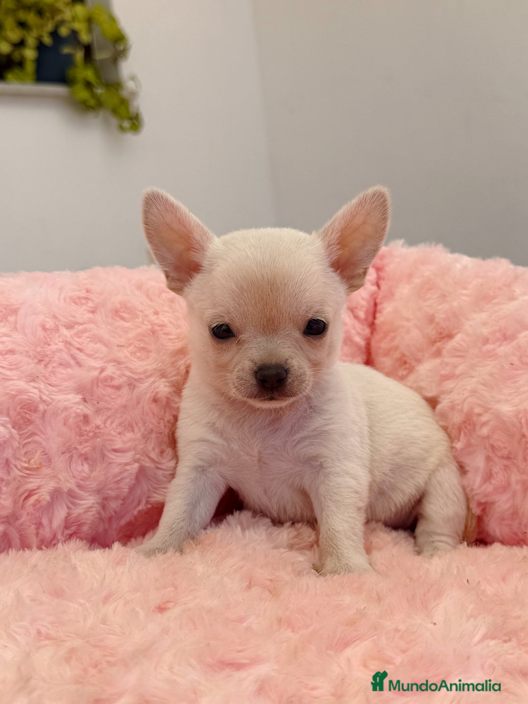 Chihuahua perros en venta: Chihuahua hembra  - Imagen 3