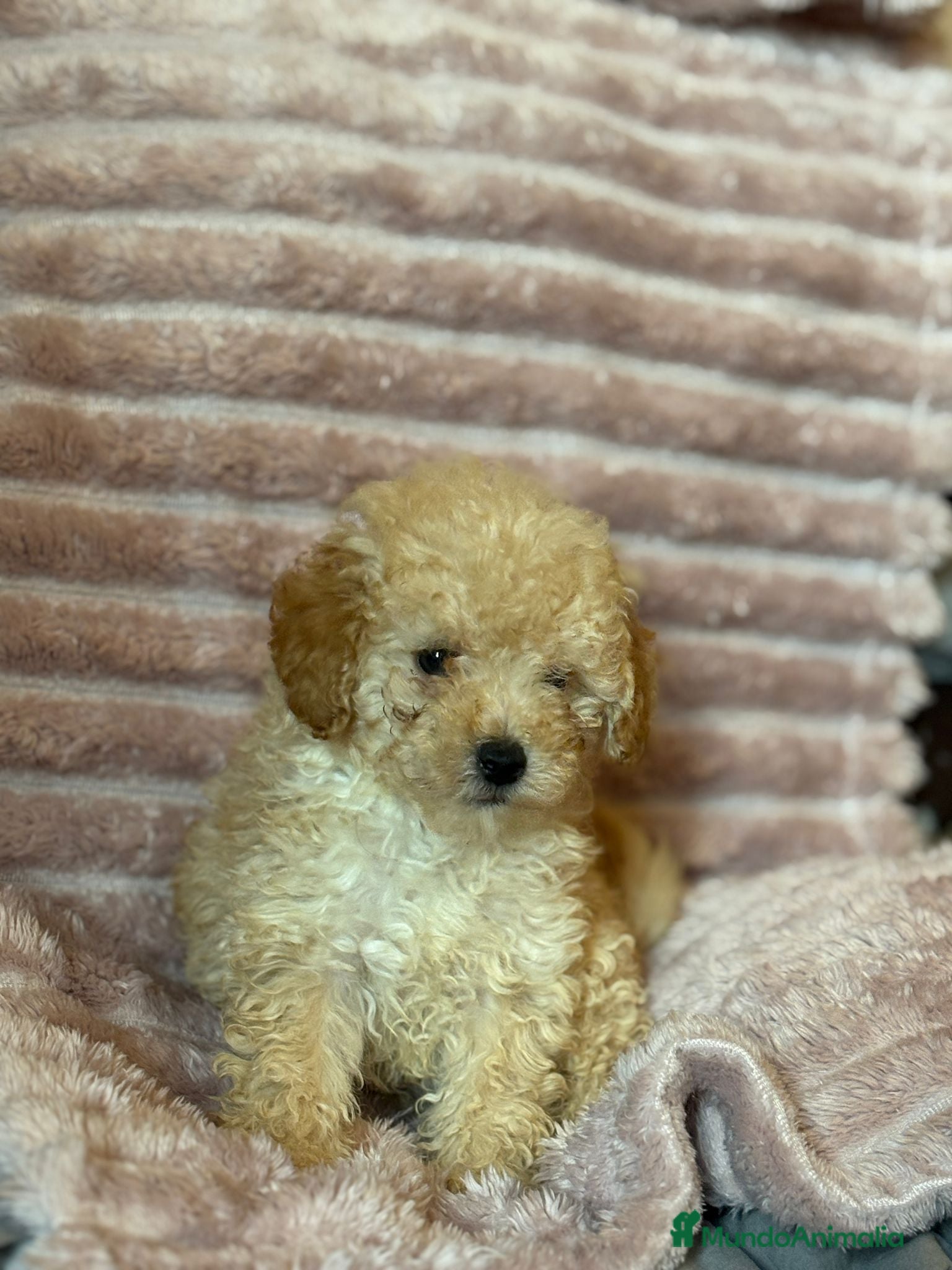 Caniche Toy perros en venta: Últimos machitos caniche toy apricot  - Anuncio 8