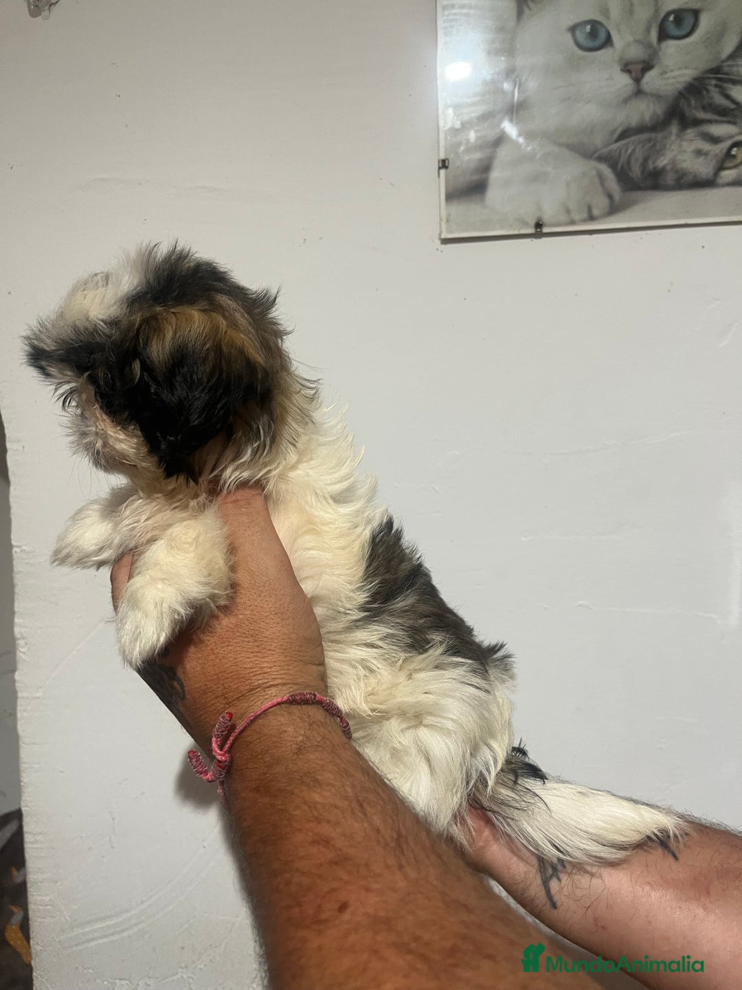 Shih Tzu perros en venta: Shih tzu - Imagen 3