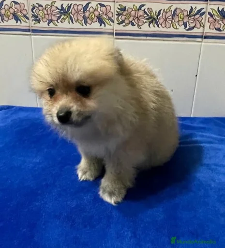 Imagen de galería {{count}}