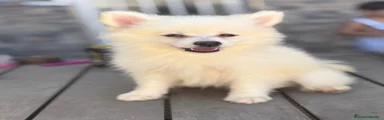 Pomerania 4