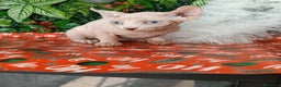 Sphynx gatos en venta: Gata egipcia  - Anuncio 2