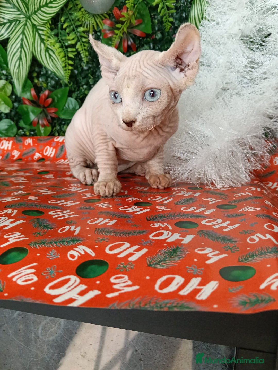 Sphynx gatos en venta: Gata egipcia  - Anuncio 2