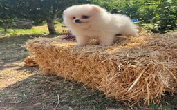 Pomerania perros en venta: Pomerania hembra y macho - Imagen 5