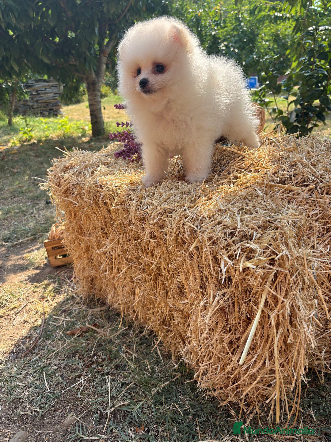 Pomerania perros en venta: Pomerania hembra y macho - Imagen 5
