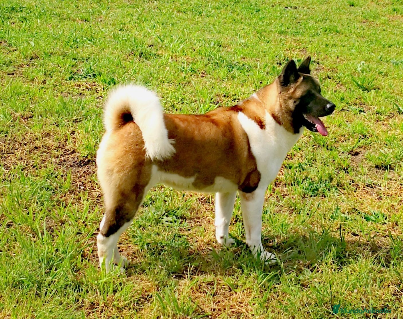 Akita Americano perros Akita americano - Anuncio 1