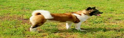 Akita Americano perros en venta: Akita americano - Anuncio 1