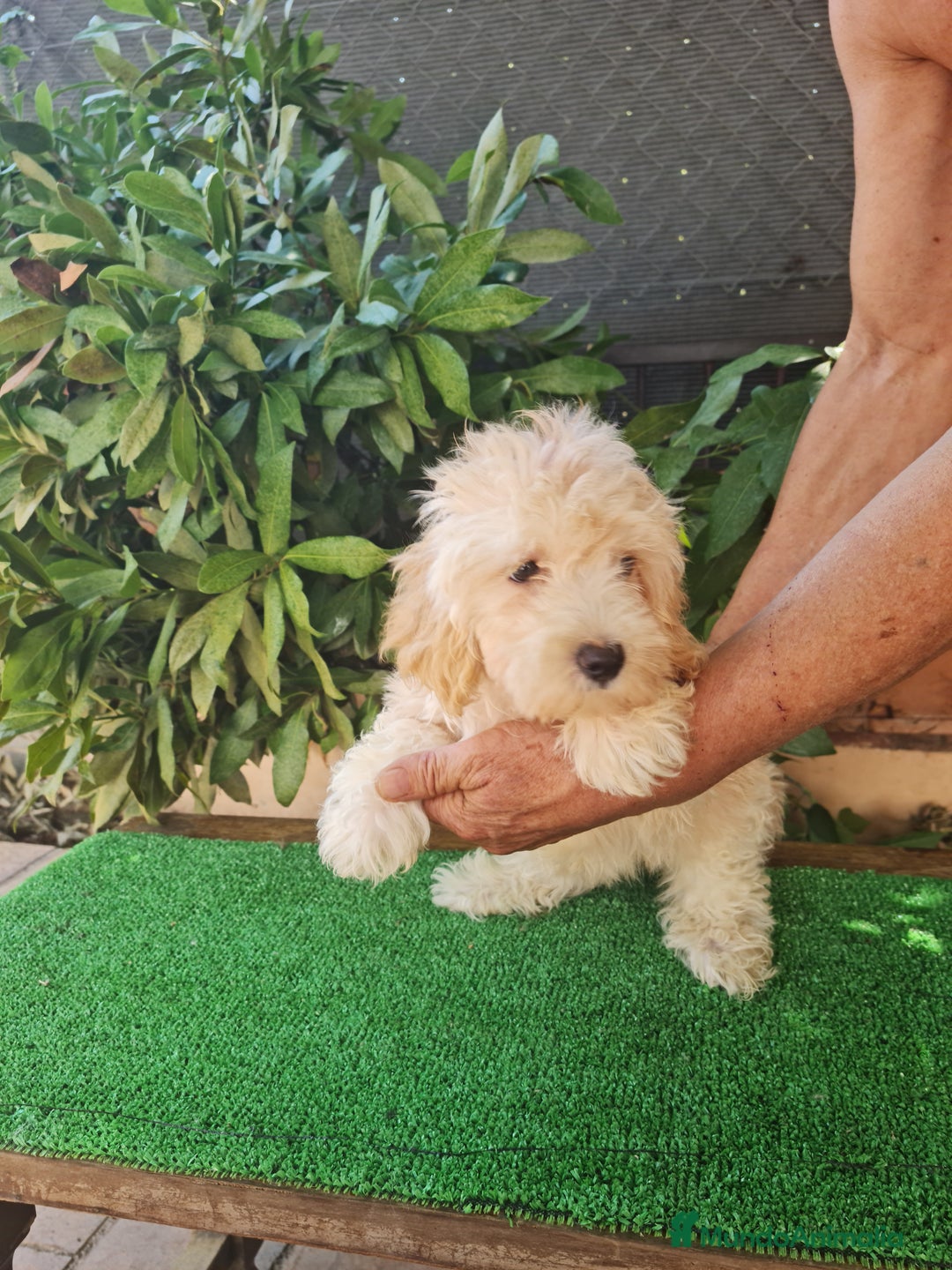 Maltipoo perros en venta: Maltipoo - Imagen 7