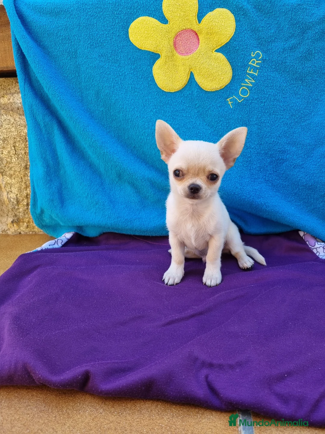 Chihuahua perros en venta: Chihuahuas  en Barcelona - Anuncio 6