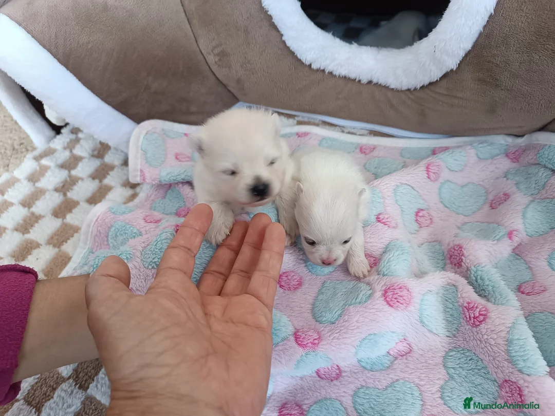 Pomerania perros en venta: POMERANIAS MONERÍA DE MACHITOS - Anuncio 3
