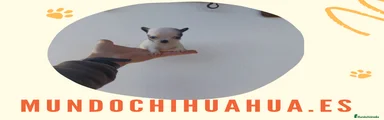 Chihuahua Cachorro 3