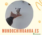 Chihuahua Cachorro 3