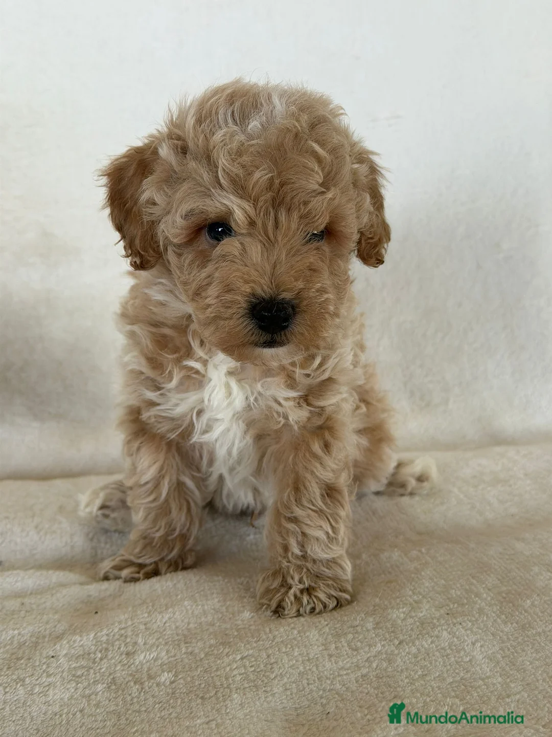Caniche Enano perros en venta: CANICHE APRICOT - Anuncio 2