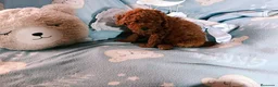 Caniche Toy perros en venta: Último caniche  machito - Anuncio 3