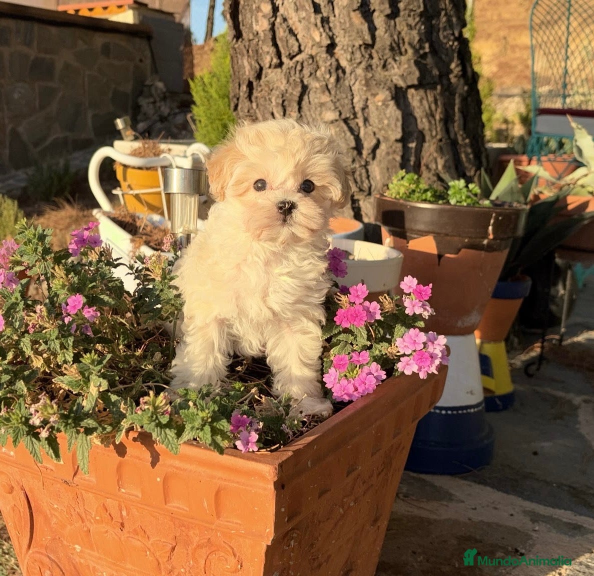 Maltipoo perros Maltipoo Mini Toy fotos actuales !!! - Anuncio 2