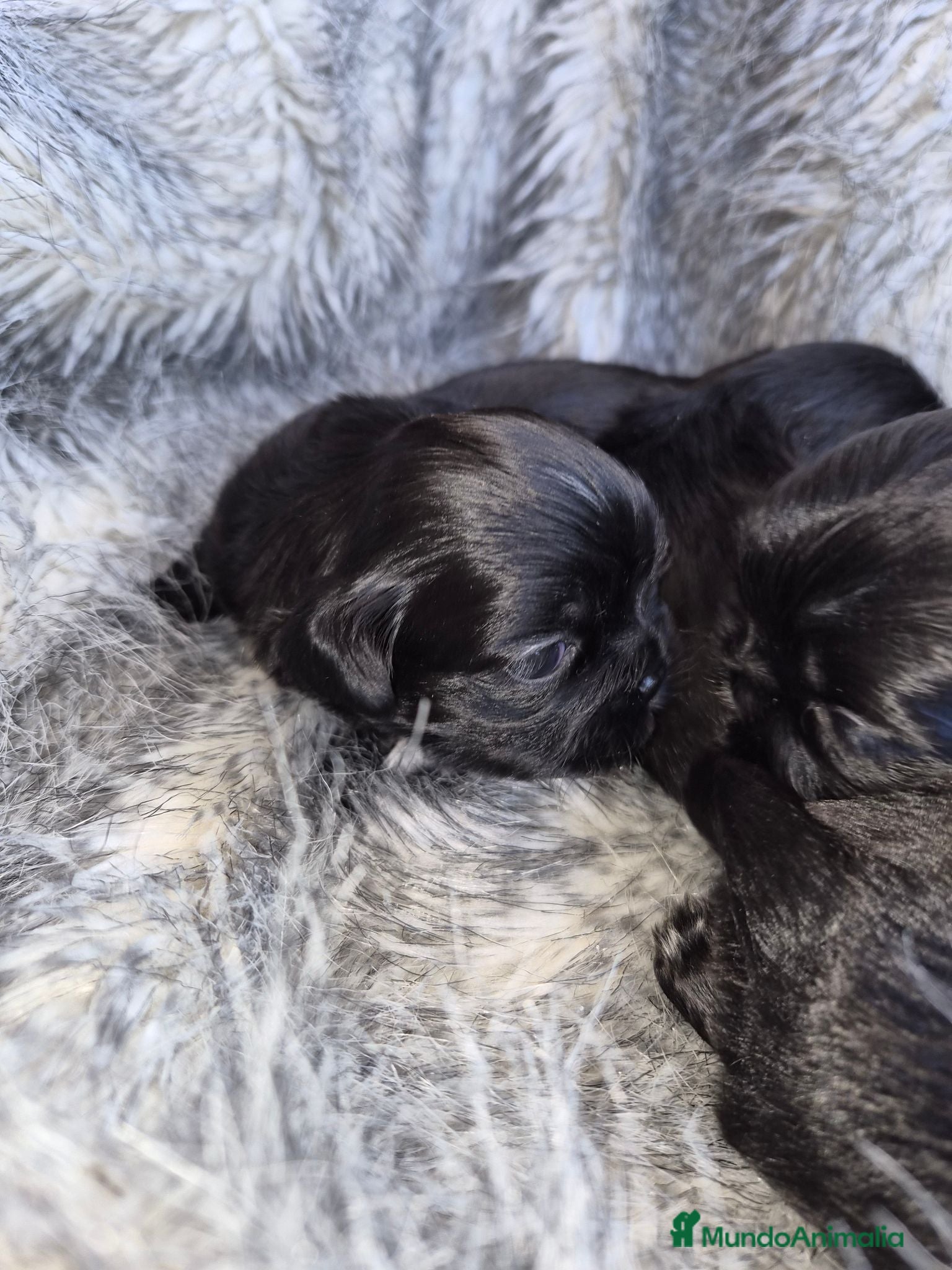 Shih Tzu perros Exclusivos shih tzus - Anuncio 1
